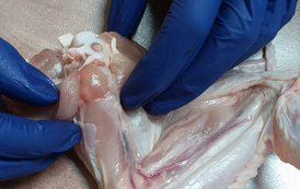 MicrosoftTeams-image (69)